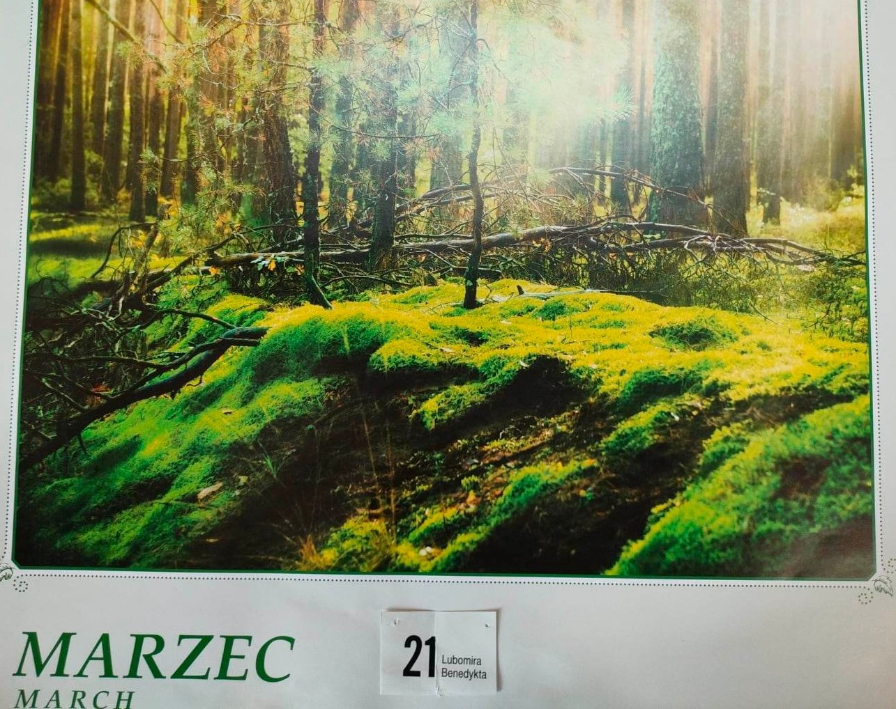 Zdjęcie lasu