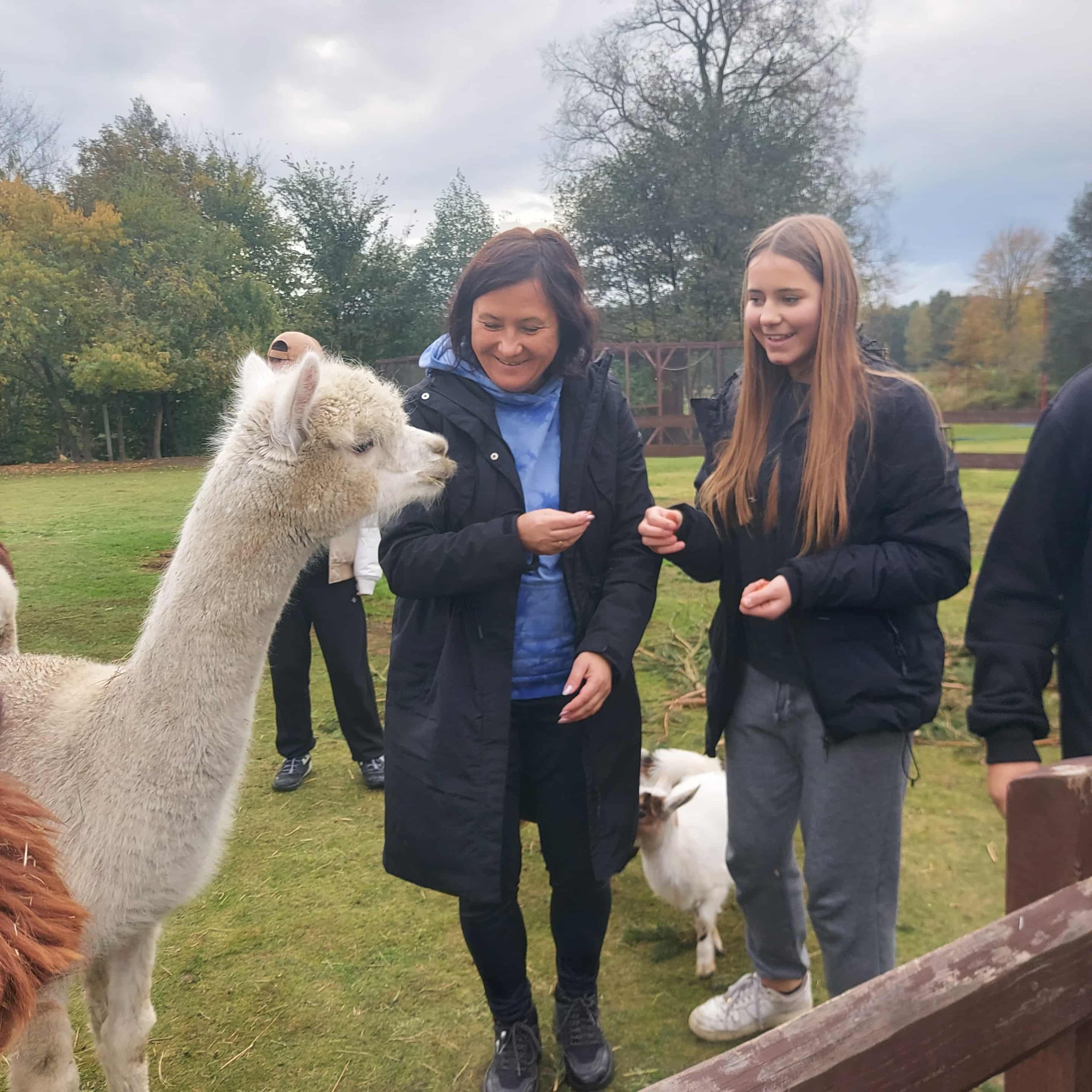 alpaki wycieczka